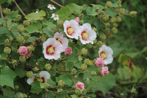 山芙蓉功效